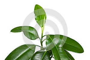 Ficus elastica, indoor plant, on a white