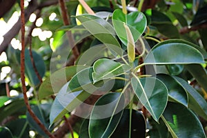 Ficus elastica known as Gomero in South America