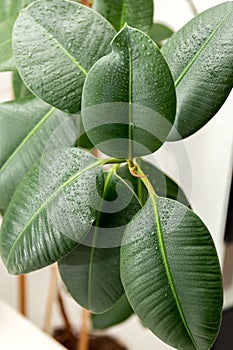 Ficus elastica. Large smooth leaves. Rubber ficus. Houseplants.