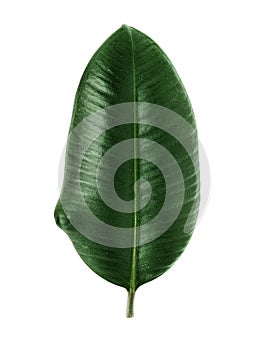 Ficus elastica leaf.