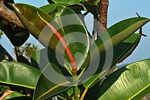 Ficus elastica leaf