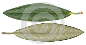 Ficus elastica leaf