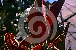 Ficus elastica leaves