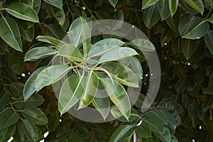 Ficus elastica leaves close up