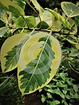 Ficus Elastica leaves in a farmer's garden