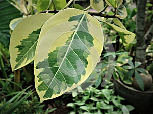Ficus Elastica leaves in a farmer's garden