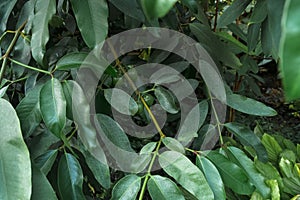 Ficus elastica leaves and fruits