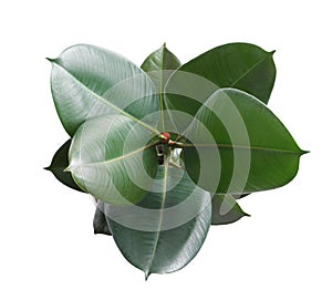 Ficus elastica plant with fresh green leaves on white background, top view