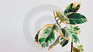 Ficus elastica plant, grey wall on background. 16x9, copy space. Houseplant, home gardening.