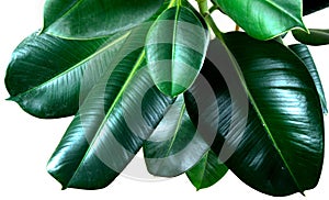 Ficus elastica plant leafs with isolated white background