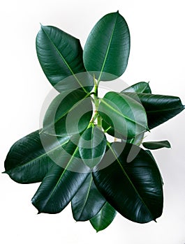 Ficus elastica plant leafs with isolated white background