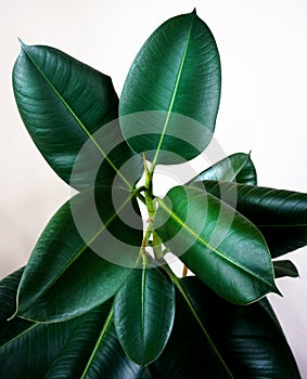 Ficus elastica plant leafs with isolated white background