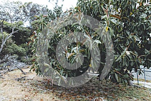 Ficus elastica plant, rubber fig, rubber bush or rubber tree