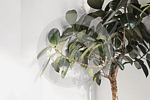 Ficus elastica plant(rubber tree) with white wall	