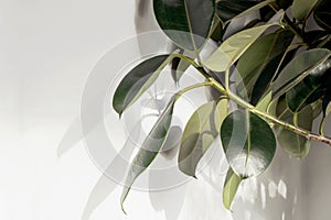 Ficus elastica plant(rubber tree) with white wall	