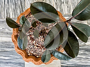 Ficus elastica plant top view above close up. burgundy rubber plant top view