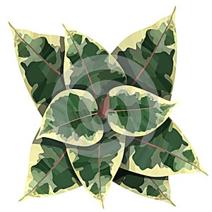 Ficus elastica plant top view vector illustration
