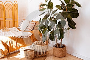 Ficus elastica plantrubber tree in boho bedroom interior