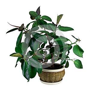 Ficus elastica in a pot isolated on a white background. House plant. Rubber plant. Pot with ficus