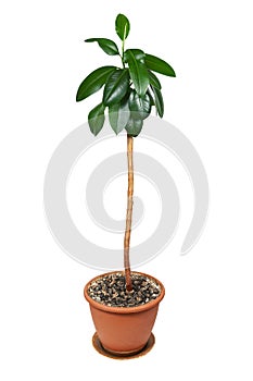 Ficus elastica, in a pot on a white