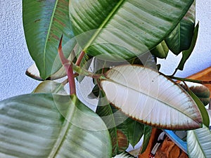 Ficus elastica robusta white rubber tree bleached