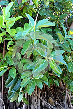 Ficus elastica or rubber fig