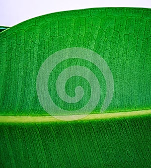 Ficus elastica, rubber fig leaf macro with veins close up