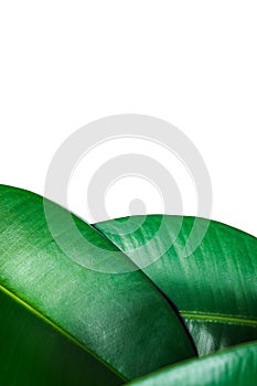 Ficus elastica, rubber fig leafs isolated white background