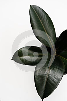 Ficus elastica, rubber fig leaves isolated white background with copy space