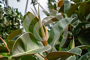 Ficus elastica, the rubber fig, rubber bush, rubber tree, rubber plant, or Indian rubber bush, Indian rubber tree
