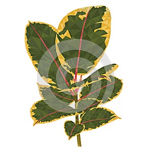 Ficus Elastica Ruby branch and leaves low-polygon on a white background color Vector illustration editable hand drawn