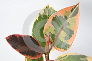 Ficus elastica ruby (rubber tree), isolated on white background