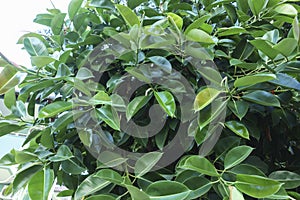 Ficus Elastica in Summer Closeup
