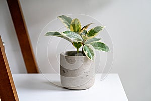 Ficus Elastica Tineke, also known as rubber plant, sitting on a shelf in a gray planter