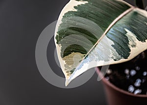 Ficus elastica tineke leaf on dark grey background.