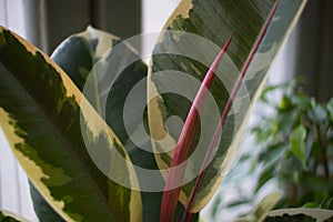 Ficus elastica `Tineke` rubber plant