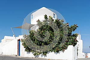 Ficus elastica tree in front of white house in Santorini