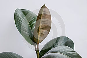 Ficus elastica tree with white background