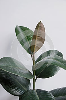 Ficus elastica tree with white background