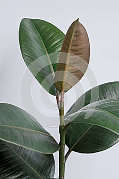 Ficus elastica tree with white background