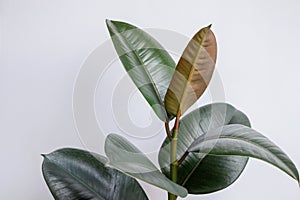 Ficus elastica tree with white background