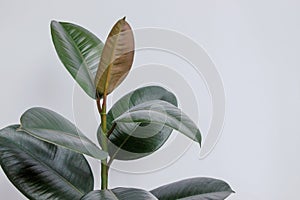 Ficus elastica tree with white background