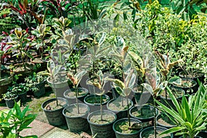 Ficus elastica variegated rubber plants in plant nursery for sale