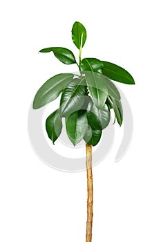 Ficus elastica, on a white background