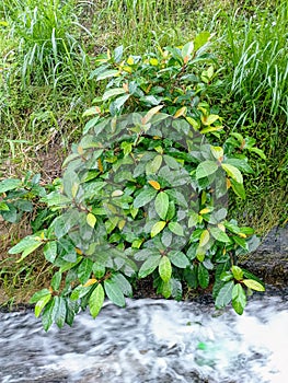 Ficus fistulosa Above the Stream photo