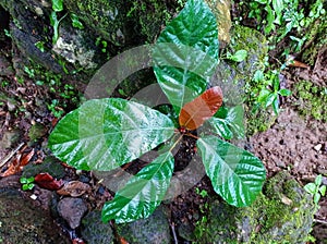 Moist Leaf of Ficus Fistulosa taken after Heavy Rain photo