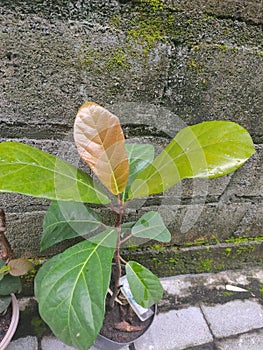 Ficus fistulosa & x28;Dongko& x29; Figs Plant photo