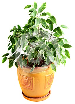 Ficus in a flowerpot