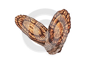 Ficus foveolata wall wood isolated on white background with clipping .top view,flat lay