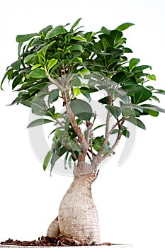 Ficus Ginseng Bonsai photo